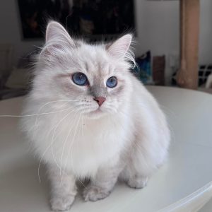 Mira - Siberian Kittens