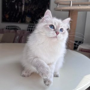 Prada - Siberian Kittens