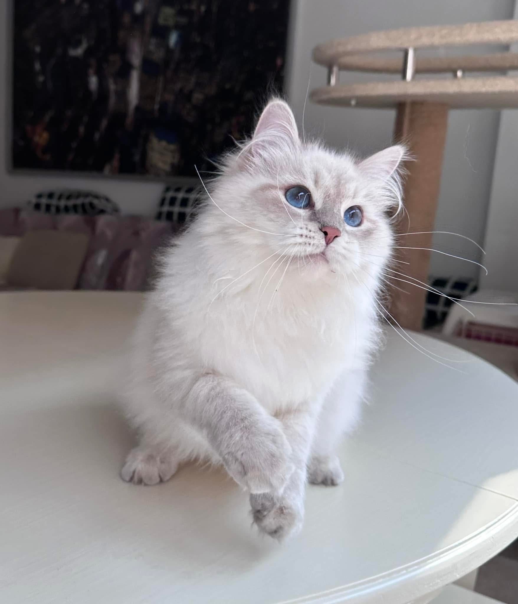 Prada - Siberian Kittens