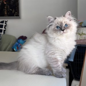 Runty - Siberian Kitten