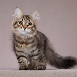 Charlie - Siberian Kitten