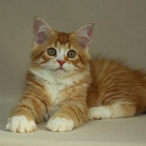 Miley - Siberian Kitten