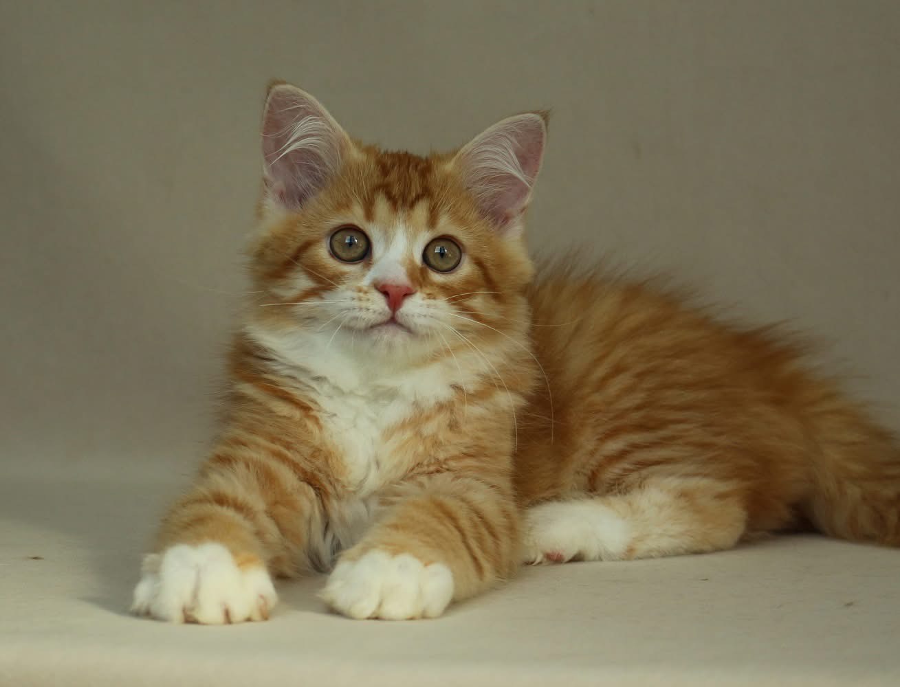 Miley - Siberian Kitten