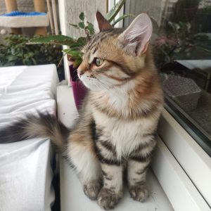 Enzo - Siberian Kittens