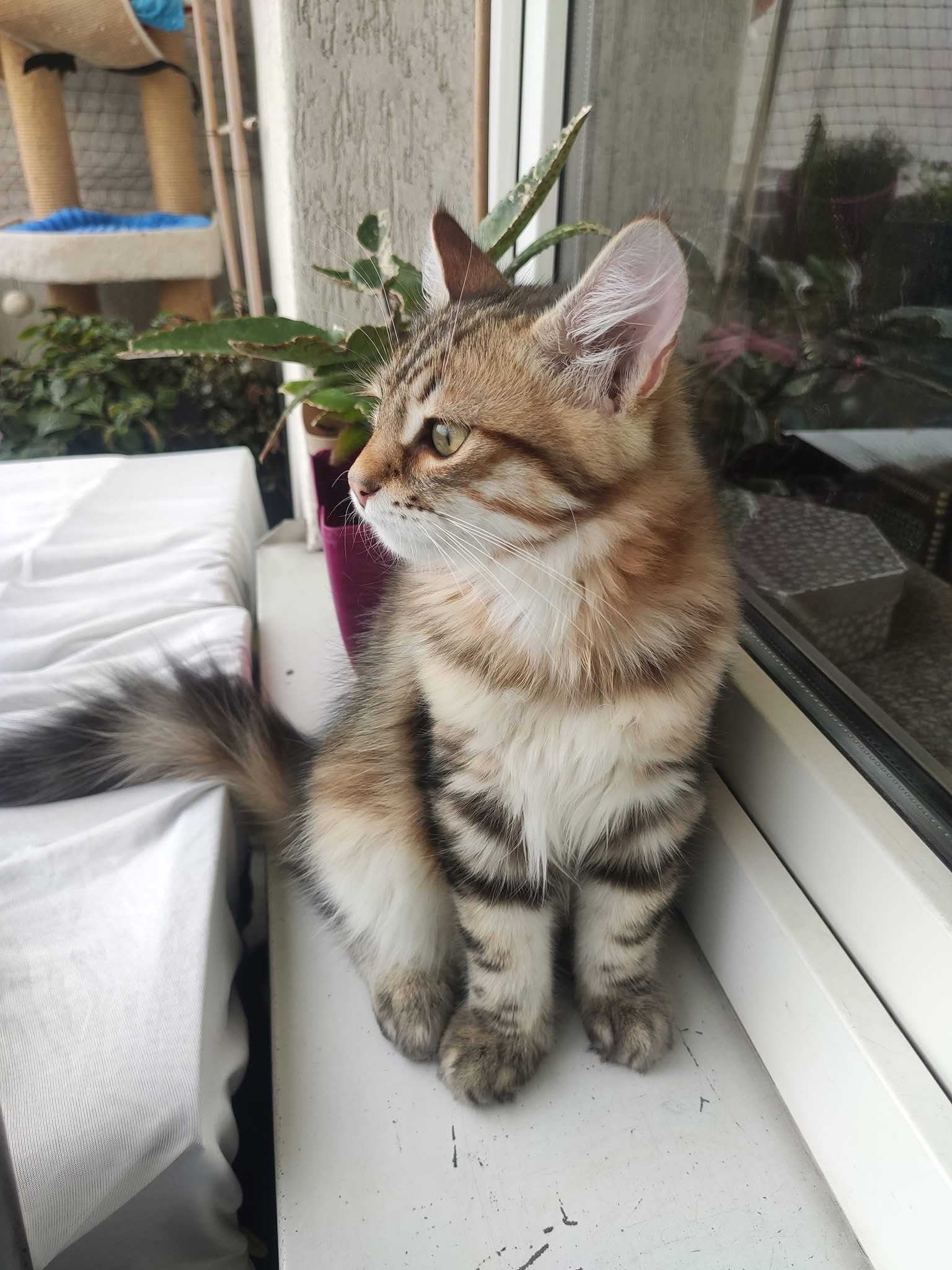 Enzo - Siberian Kittens