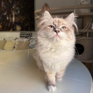 Nala - Siberian Kitten