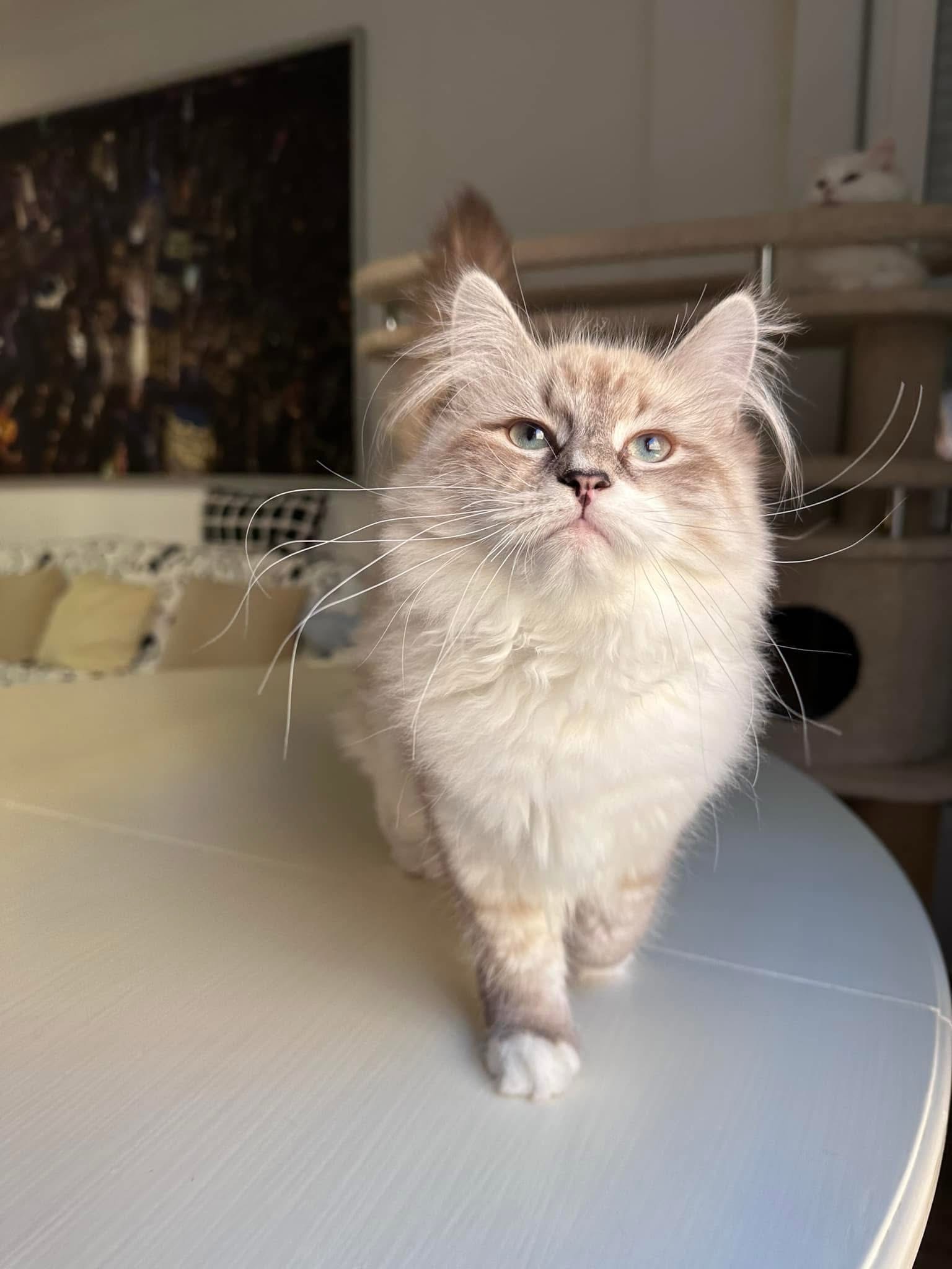 Nala - Siberian Kitten