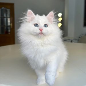 Snowy - Siberian Kitten