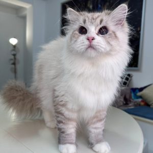 Molly - Siberian Kittens
