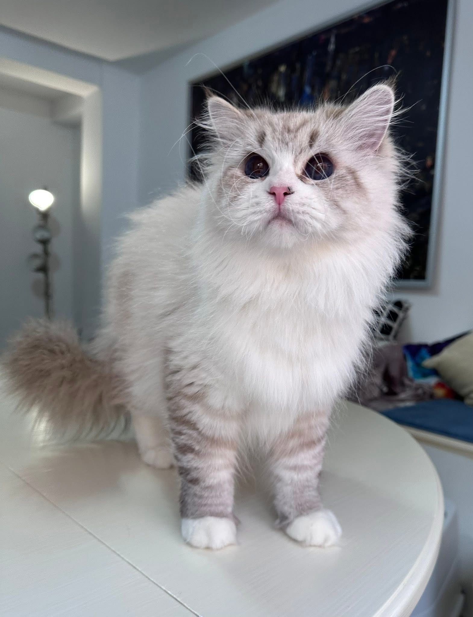 Molly - Siberian Kittens
