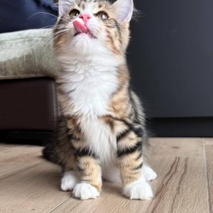 Onyx - Siberian kitten