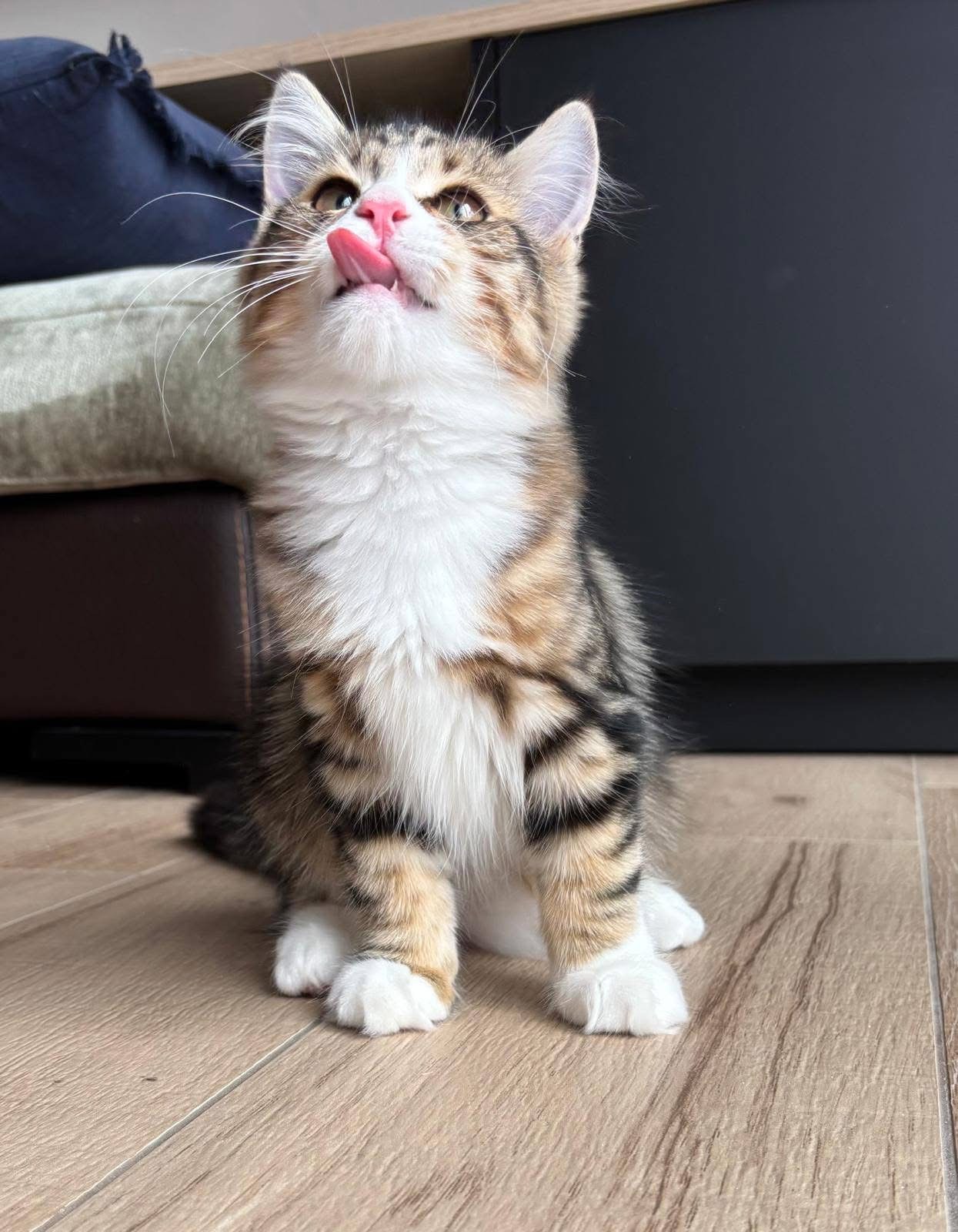 Onyx - Siberian kitten