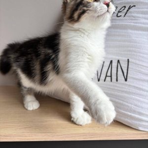 Snoopy - Siberian Kitten