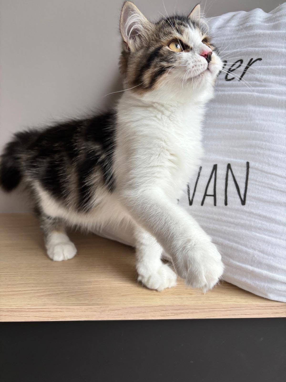 Snoopy - Siberian Kitten