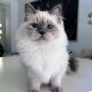 Orion - Siberian Kitten