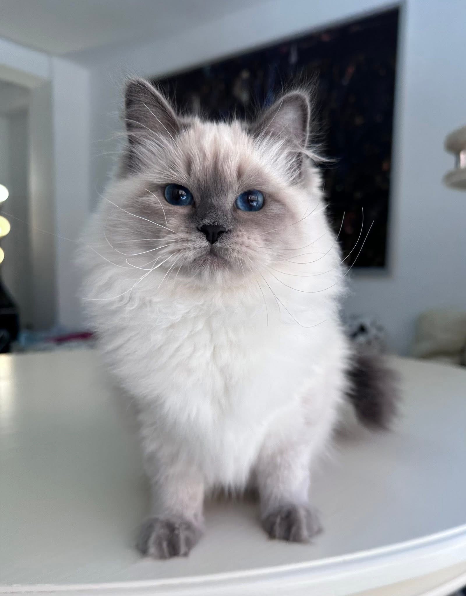Orion - Siberian Kitten
