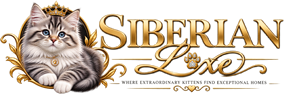 Siberian Kittens for Sale