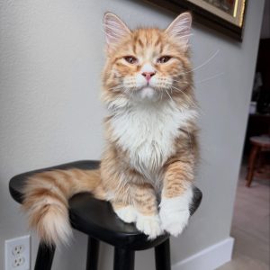 Lyra - Siberian Kitten