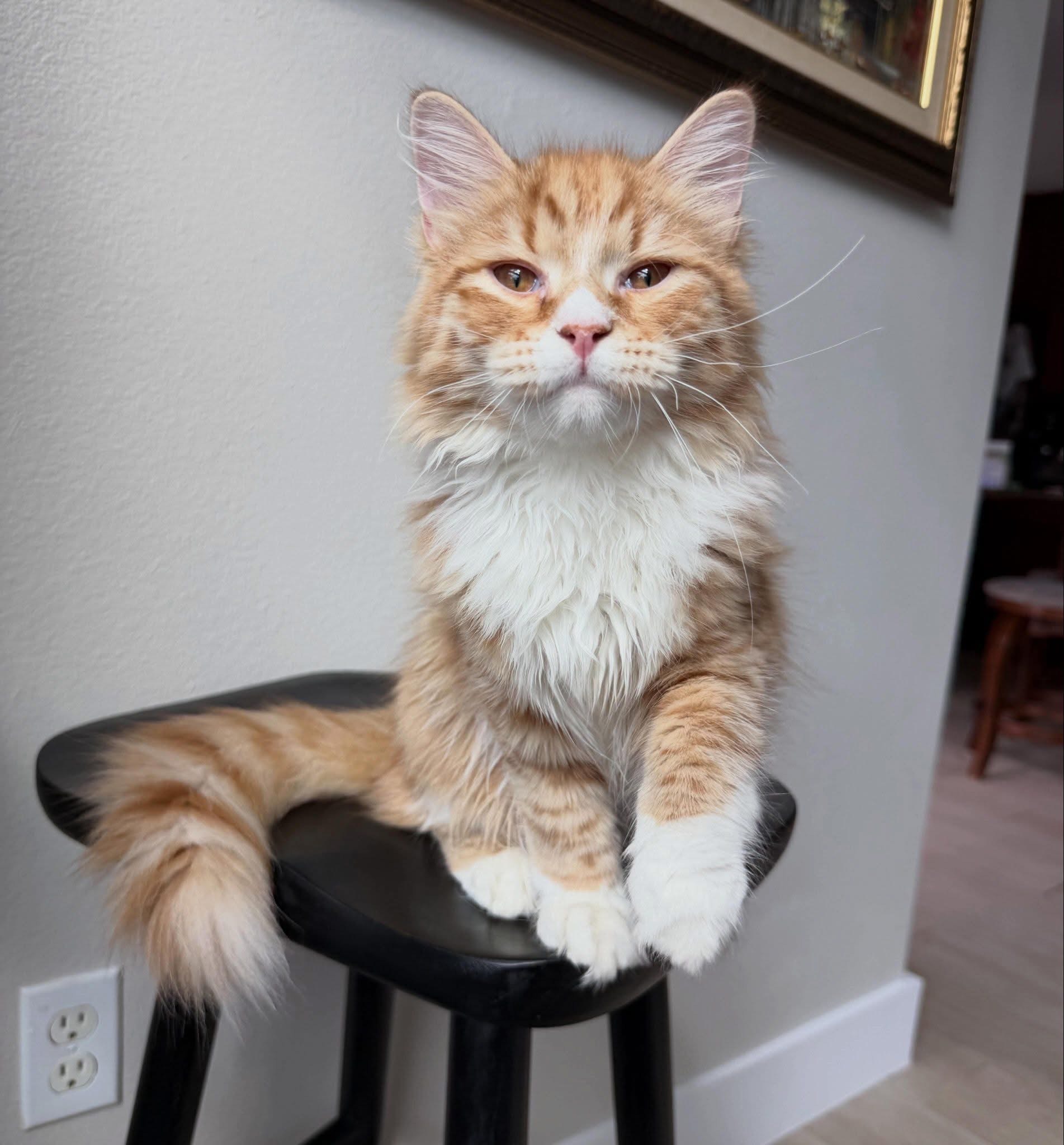 Lyra - Siberian Kitten
